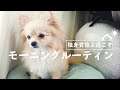 朝食を作ってくれる人がいない独身貴族と犬のモーニングルーティン【ポメラニアン×チワワ】