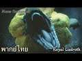 MHR : Monster Intros - Royal Ludroth (พากย์ไทย)