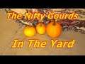 The Nifty Gourds In The Yard