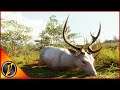 Axis Deer Hunt! Adding Rares to the Lodge!