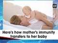 Here's how mother's immunity transfers to her baby