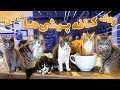 Dubai Cat Cafe 😻 کافه ی گربه ای  دبی