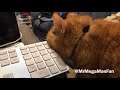 My Cat Tango Is Weird (He's Molesting My Keyboard)