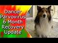 Dancer Parvovirus 6 month Recovery Update || MumblesVideos || Shetland Sheep Dog