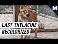 Colorized Footage from 1933 Shows the Very Last Tasmanian Tiger in All Its Stripy Glory | Mashable