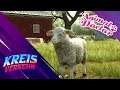 Animal Doctor # 4 - Das Schaf und sein Pansen