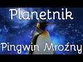 Planetnik Pingwin Mroźny