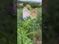 #Shorts beautiful butterfly, Butterfly sitting on flowers, nice view, beautiful weather, #trending