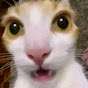 DinastyCat