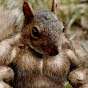 squirrel Laird
