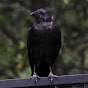 Crow Migration