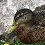 Dah Ducky