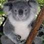 El Koala Proster