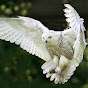 TheWinterOwl
