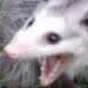 Thia | Just A Opossum