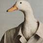A Duck175