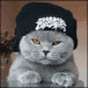 Bad Gato