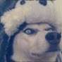 CDR Dog