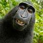 Mini monkey animates!