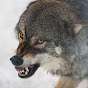 Kommander Wulf