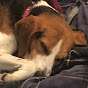 Roodog1