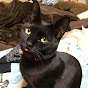 黒猫のまー