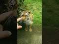 Tiger in ZOO