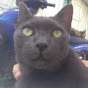 Menkorat SwatcatM (KoratswatcatM)