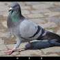 Pigeon Toby
