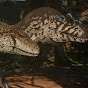 AlloPack