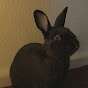 BlackMisa
