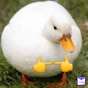 Envy Ducky