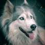 HuskyMasterRace