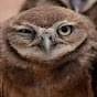 Oleg Birdcatcher