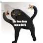 I'mJustaCats