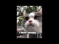 웃긴영상 귀여운 고양이, 강아지 Cute Pets And Funny Animals Compilation #28