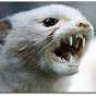 evilferret