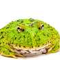 Frog Pop Star
