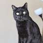 Black Cat Game Channel