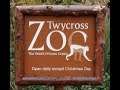 Visit to Twycross Zoo