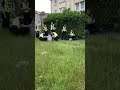 How many police does it take to...
