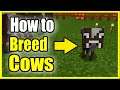 How to Breed Cows in Minecraft Survival Mode (All Versions)