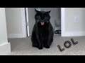 Black Cat Smile