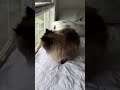 This cat is confused
