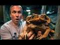 THIS TOAD IS A KILLER!! SERIOUSLY A KILLER!! | BRIAN BARCZYK