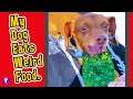 Dog Eats Weird Food! Yum 😋 #shorts