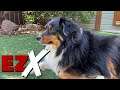 EZX Bonus Pets Check-In Video