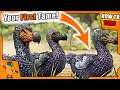 HOW TO TAME A DODO | WHY USE A DODO? | ARK How To Tame Series