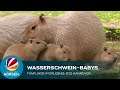 Wasserschwein-Babys: Fünflinge im Erlebnis-Zoo Hannover