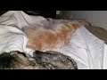 English Cream Golden Retriever Yelping & Growling While Dreaming - American Akita Puppy Sleeping